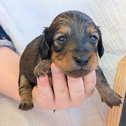 TESLA - Red female Dachshund puppy in Moscow, Idaho from Bailiwick of Gurnsey