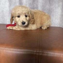 Red collar female-flat coat - Apricot female Goldendoodle puppy in Piedmont, South Carolina from The Farm at Saluda Ridge