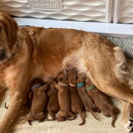 Golden Retriever Puppies from Aurora's Northern Goldens