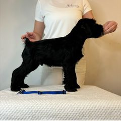 Boy 2 - Black Standard Schnauzer puppy in Lakebay, Washington from Jolanie Schnauzers