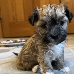 Mio - Fawn sable Havana Silk Dog puppy in Marlboro, Vermont from Maplewood Silks