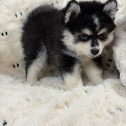 Stella - Black and white female Pomsky puppy in Casa Grande, Arizona from Arizonas Pomsky Squad