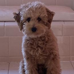 Coco - Poodle