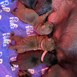 Prada - Chocolate female Labrador Retriever puppy in Orangevale, California from NorCal Silver & Coal Labradors