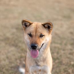 Jindos from Kkeokjin Jindo • 꺽진 진도
