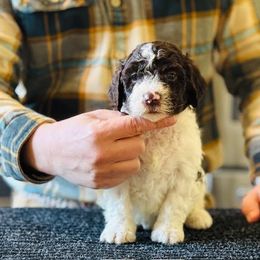 Boy 1 - Brown male Lagotto Romagnolo puppy in Sugar Valley, Georgia from Pinnacle Farm and Kennel