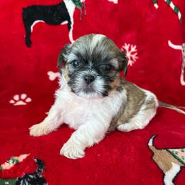 Theo AKC Champion Bloodline - Tricolor male Shih Tzu puppy in Long Beach, California from Shih Zu’s of Long Beach