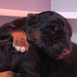 Boy 6 - male German Shepherd puppy in Charlotte, North Carolina from Zuflucht K9s