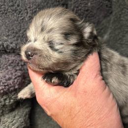 Oakley - Blue merle female Pomeranian puppy in Zavalla, Texas from Precious Puff Poms
