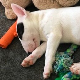 Bull Terriers from Jarrogue's Bull Terriers