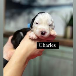 Charles - Gray and white male Old English Sheepdog puppy in Bristol, Indiana from Ridgeruns OES