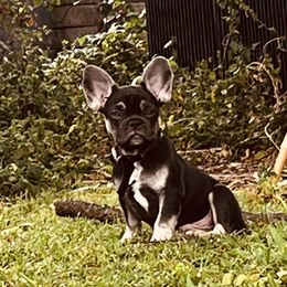 French Bulldog Puppies from Kuumaka Kanines