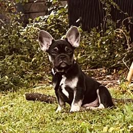 French Bulldog Puppies from Kuumaka Kanines