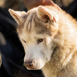 Chase - Siberian Husky