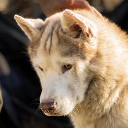 Chase - Siberian Husky
