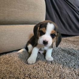 Yellow - Blue tan and white male Beagle puppy in Greenwood, Missouri from Nukee's Beagles dachshunds Corgis