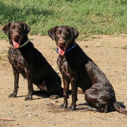 Labrador Retrievers from Sandra Stembridge's Labrador Retrievers