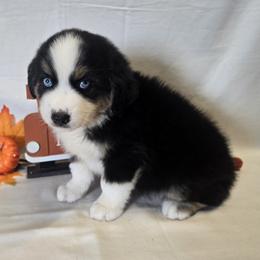 Boy 3 - Black tri-color male Australian Shepherd puppy in Lakeland, Florida from Diamond P Australian Shepherds
