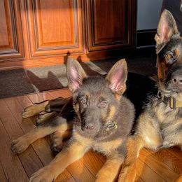 German Shepherds from Lucky Star Shepherds