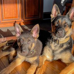 German Shepherds from Lucky Star Shepherds
