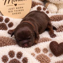 Monica - Liver female Shih Tzu puppy in Richmond, Texas from Aleka Shih Tzu