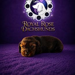 Rocky - Red male Dachshund puppy in Ramona, California from Royal Rose Dachshund Family