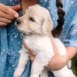 Goldendoodle Puppies from Penny and The Pups