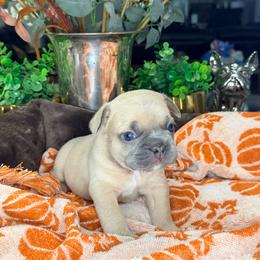 Pumpkin - Fawn male French Bulldog puppy in Peoria, Arizona from A Quality French Bulldogs AZ