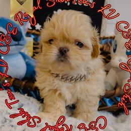 Chihuahua and Shih Tzu Puppies from C&E Royal Shih Tzu