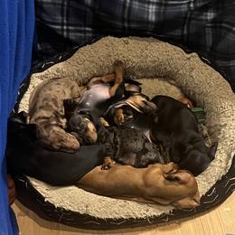 Dachshund Puppies from Mahzian Miniature Dachshunds