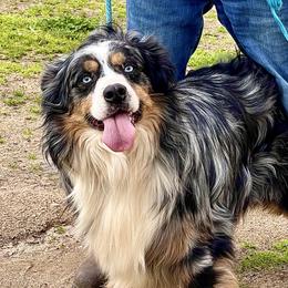 Steele - Miniature Australian Shepherd