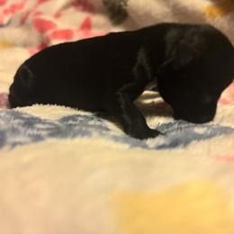 Boy 3 - Black male Miniature Schnauzer puppy in Dunlap, Tennessee from Beards of Glory