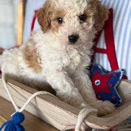 Liberty - male Cavapoochon puppy in Centerburg, Ohio from Doodles by design