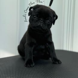 Flare - Black female Pug puppy in Punta Gorda, Florida from Lazuli Pugs