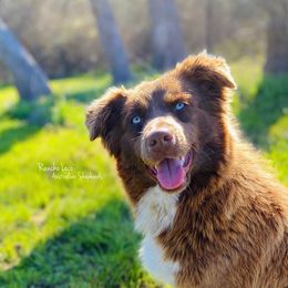 Hooker - Miniature Australian Shepherd