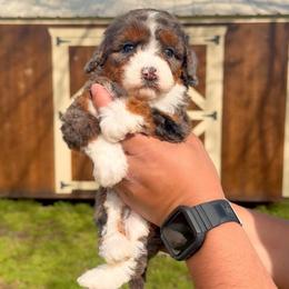 Winnie - Tri-color female Bernedoodle puppy in Greenville, Texas from Doodles of Promise