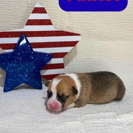 Patriot - Red male American Corgi puppy in Midland, Texas from Desert Darlin’ Corgis