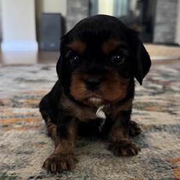 Mater - Black and tan male Cavalier King Charles Spaniel puppy in Oakley, California from Caloobanan Cavaliers
