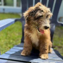 Girl 2 - Merle female Whoodle puppy in Sebastian, Florida from Perri’s Whoodles