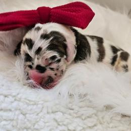 Red collar - Harlequin male Great Dane puppy in Warren, Ohio from Loyal-Loves Great Danes