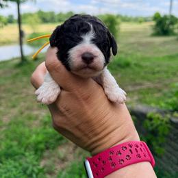 Boy 2 - Yellow collar - Brown roan male Lagotto Romagnolo puppy in Ashland, Ohio from SS Australian Shepherds