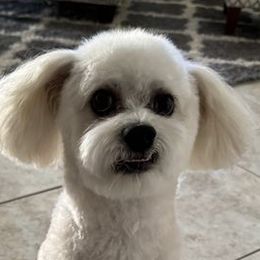 Aussiedoodles, Bordoodles, Corgipoos, Double Doodles, and Shihpoos from Sugar Doodles