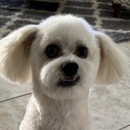 Aussiedoodles, Bordoodles, Corgipoos, Double Doodles, and Shihpoos from Sugar Doodles