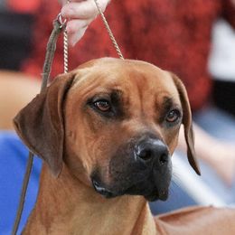 Rhodesian Ridgebacks from Amber Trace Rhodesian Ridgebacks