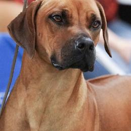 Rhodesian Ridgebacks from Amber Trace Rhodesian Ridgebacks