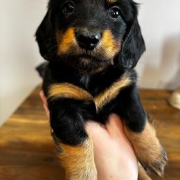 Clover - Black and tan female Dachshund puppy in White Cloud, Michigan from West Michigan Dachshund
