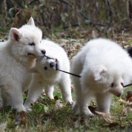 Siberian Husky Puppies from Dreamers Mile