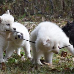 Siberian Husky Puppies from Dreamers Mile