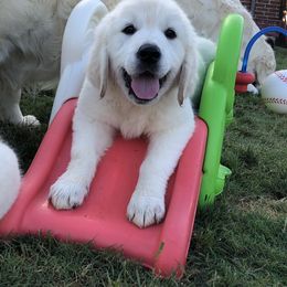 Golden Retriever Puppies from Promised Love Goldens