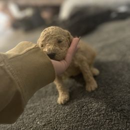 Goldendoodle and Weimaraner Puppies from Dandydoodle & Weimaraners